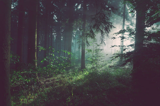 forest bathing- O2 Living blog makers of organic cold-pressed fruit and vegetable Living Juice